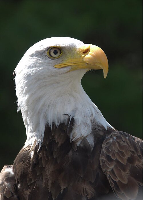 Bald Eagle Greeting Card featuring the photograph Bald Eagle by Valerie Kirkwood
