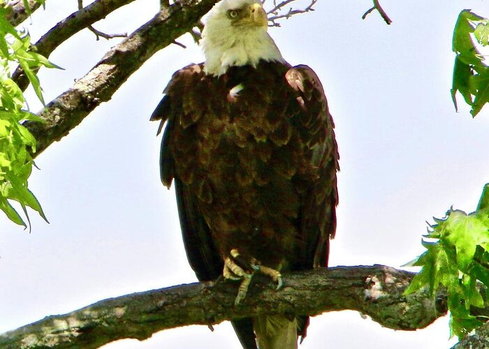 Bald Eagle Greeting Card featuring the photograph Bald Eagle with an itch by Shawn M Greener