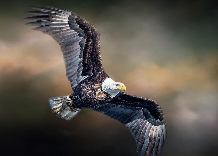 Bald Eagle Greeting Card featuring the photograph Bald Eagle With Clouds by Paul Freidlund