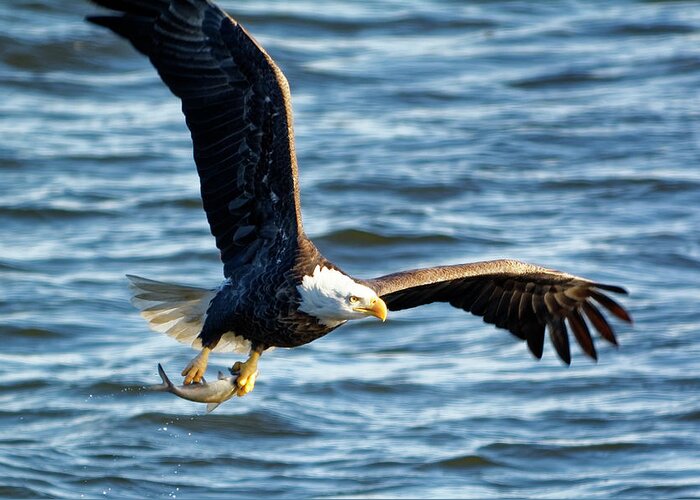 Bald Eagle Greeting Card featuring the photograph Bald eagle with fish by Peter Ponzio
