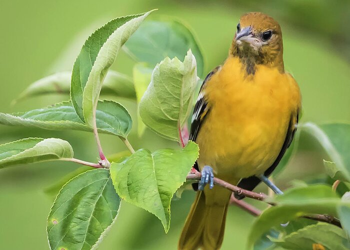 Canon Greeting Card featuring the photograph Baltimore Oriole Closeup by Ricky L Jones