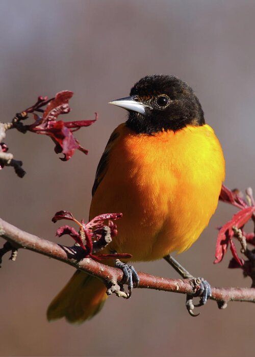 Oriole Greeting Card featuring the photograph Baltimore Oriole II by Bruce J Robinson