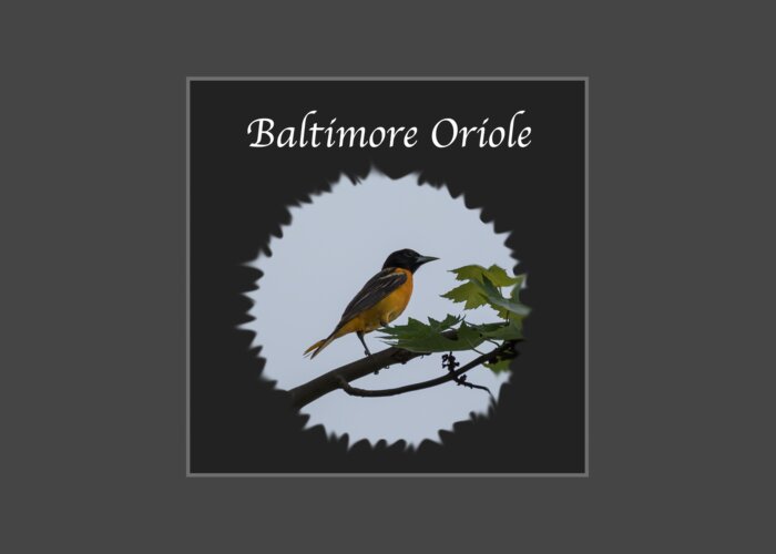 Baltimore Oriole Greeting Card featuring the photograph Baltimore Oriole by Holden The Moment