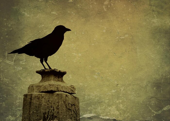 Baltimore Raven Greeting Card featuring the photograph Baltimore Raven by Dark Whimsy