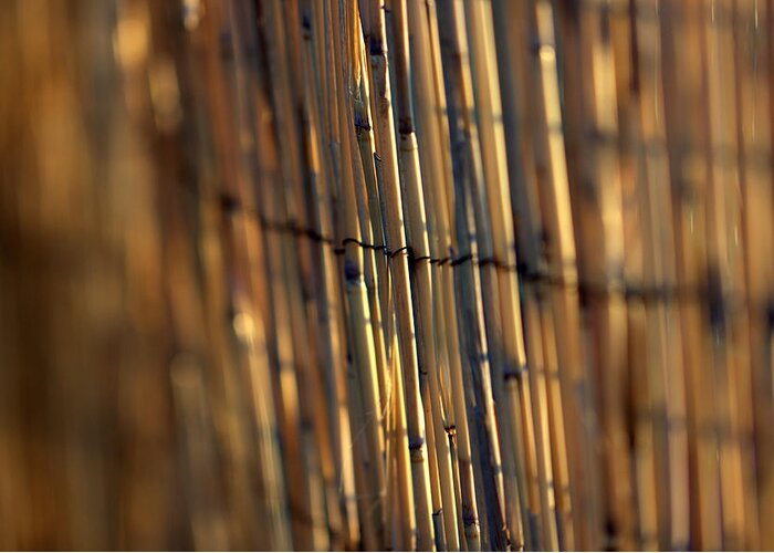 Skompski Greeting Card featuring the photograph Bamboo Fence Selective Focus by Joseph Skompski