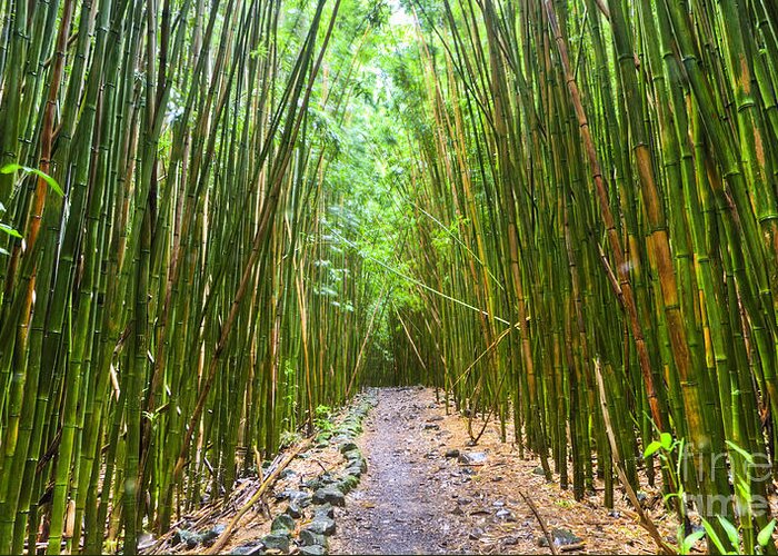 Bamboo Forest Greeting Card featuring the photograph Bamboo Forest Trail Hana Maui 2 by Dustin K Ryan