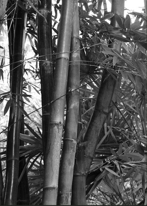 Bamboo in Black and White Photograph by Judy Waller