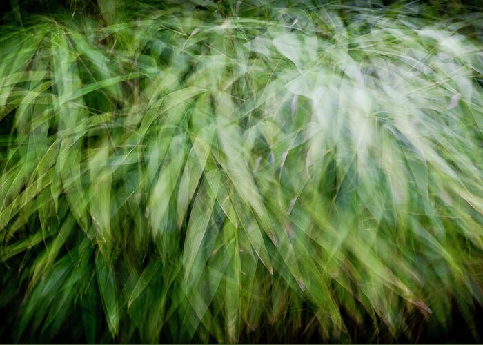 Abstract Greeting Card featuring the photograph Bamboo in the wind by Gary Eason