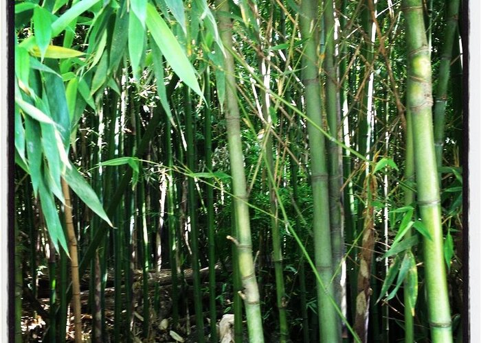 Bamboo Greeting Card featuring the photograph Bamboo by Will Felix