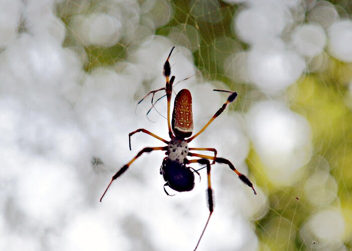 Arachnid Greeting Card featuring the photograph Banana Spider Lunch Time 2 by Bob Johnson