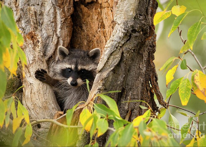 Raccoon Greeting Card featuring the photograph Bandit by Aaron Whittemore
