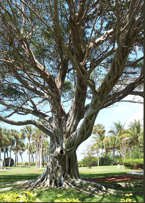 Florida Greeting Card featuring the photograph Banyan Tree by Anna Villarreal Garbis
