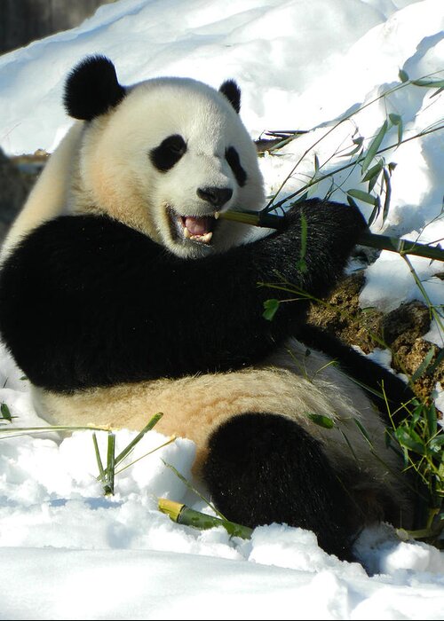 Bao Bao Sittin' In The Snow Taking A Bite Out Of Bamboo2 Greeting Card featuring the photograph Bao Bao Sittin' In The Snow Taking A Bite Out Of Bamboo2 by Emmy Vickers