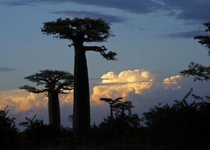 Madagascar Greeting Card featuring the photograph Baobabs and Storm Clouds by Michele Burgess