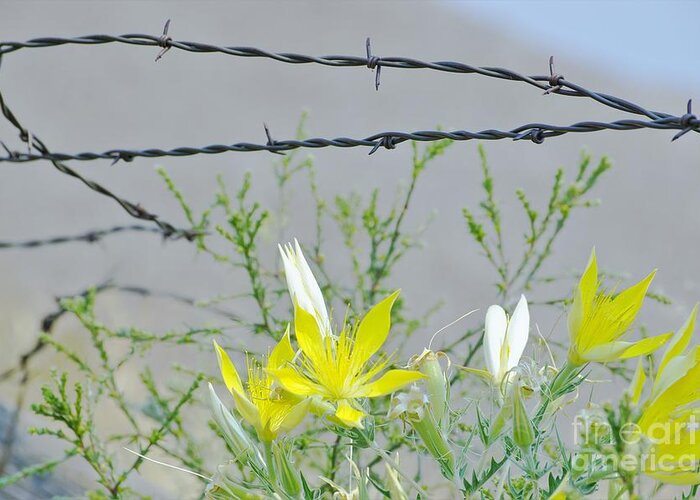 Barb Wire Greeting Card featuring the photograph Barb Wire Beauty by Merle Grenz