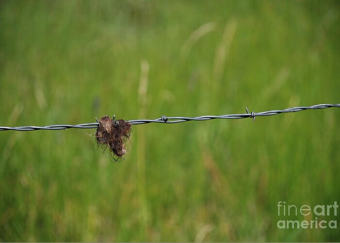 Barbed Wire Greeting Card featuring the photograph Barbed Wire by Jim Goodman