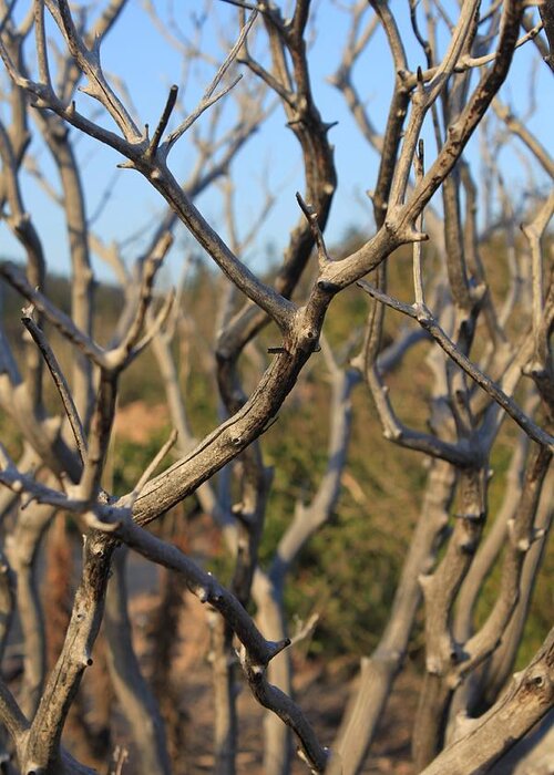 Branches Greeting Card featuring the photograph Bare the Beauty by Amy Gallagher