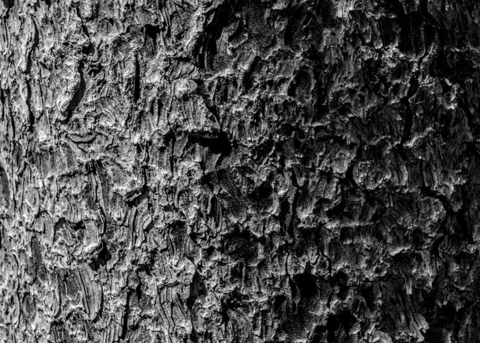 Bark Greeting Card featuring the photograph Bark by Michael Brungardt