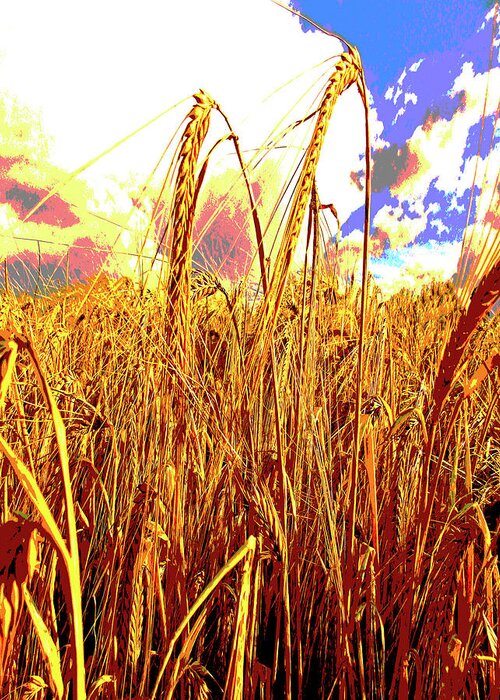 Barley Greeting Card featuring the digital art Barley by Zsuzsanna Szabo