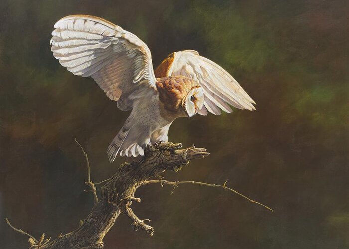 Wildlife Paintings Greeting Card featuring the painting Barn Owl by Alan M Hunt