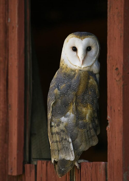 Barn Greeting Card featuring the photograph Barn Owl looking back from a barn window by Paul Burwell