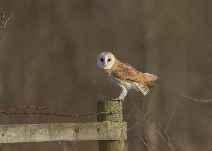 Barn Owl Greeting Card featuring the photograph Barn Owl On Fence by Pete Walkden