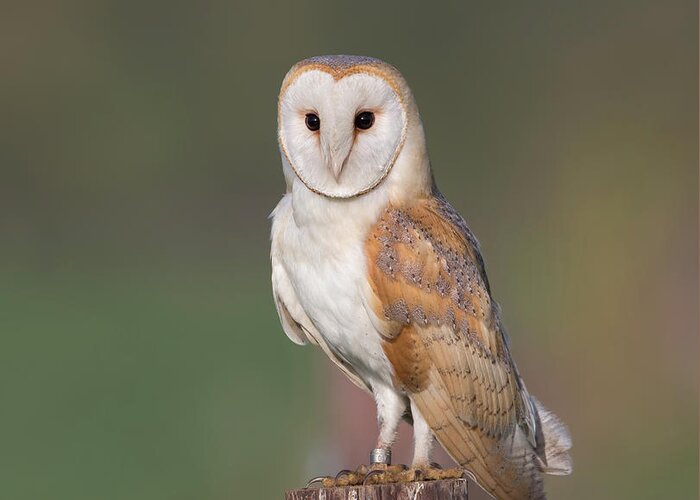 Barn Greeting Card featuring the photograph Barn Owl Perched by Pete Walkden