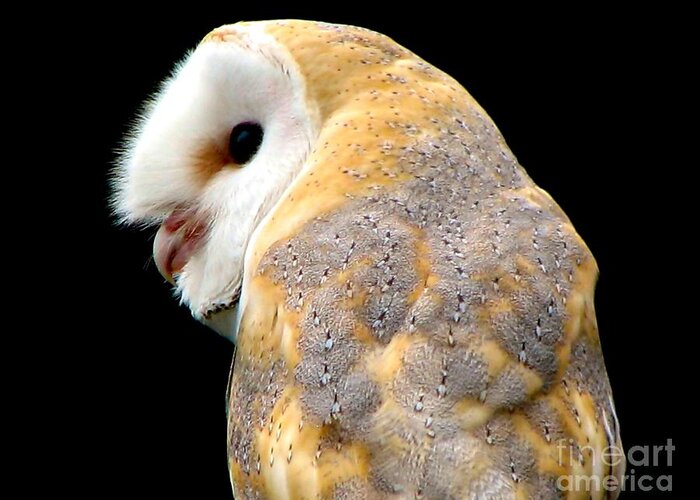 Birds Greeting Card featuring the photograph Barn Owl by Rose Santuci-Sofranko
