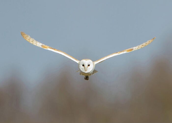 Barn Owl Greeting Card featuring the photograph Barn Owl Sculthorpe Moor by Pete Walkden