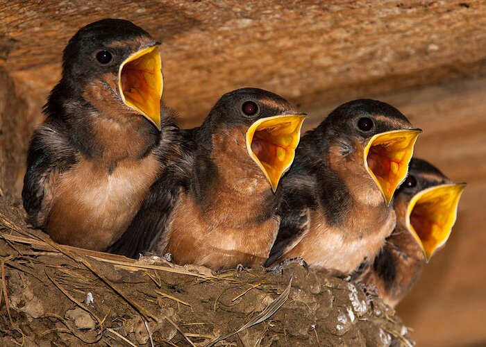 Nature Greeting Card featuring the photograph Barn Swallow Chicks by Jeff Phillippi