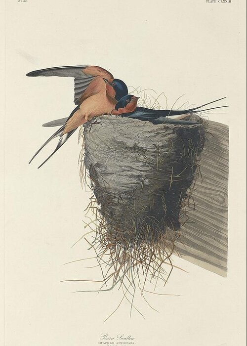 Audubon Greeting Card featuring the drawing Barn Swallow by Dreyer Wildlife Print Collections 