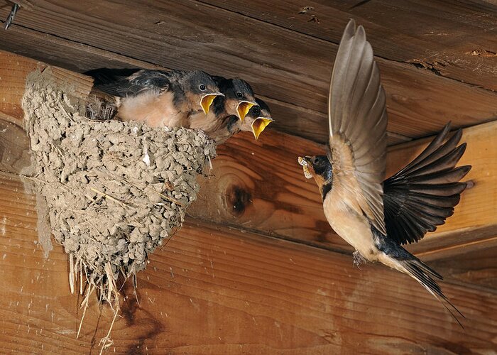 Barn Greeting Card featuring the photograph Barn Swallows at Nest by Scott Linstead