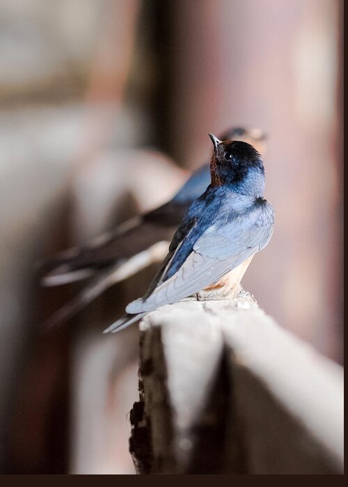 Barn Swallows Greeting Card featuring the photograph Barn Swallows by Holden The Moment