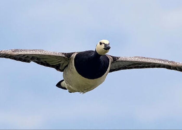 Bird Greeting Card featuring the photograph Barnacle Goose by Nadia Sanowar