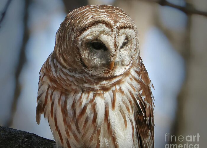Christian Greeting Card featuring the photograph Barred Owl Beauty by Anita Oakley
