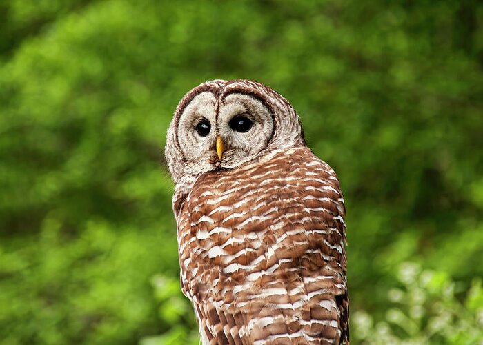 Barred Owl Greeting Card featuring the photograph Barred Owl Closeup by Peggy Collins