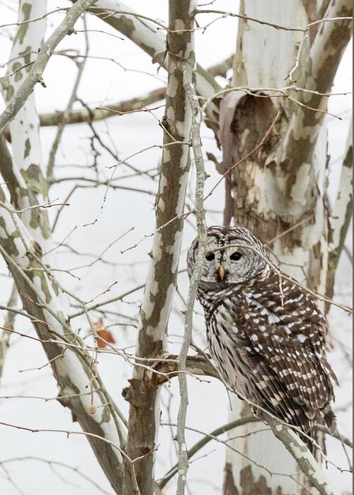 Owl Greeting Card featuring the photograph Barred Owl by Holly Ross