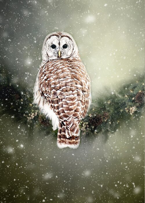 Barred Owl Print Greeting Card featuring the photograph Barred Owl in the Snow by Gwen Gibson