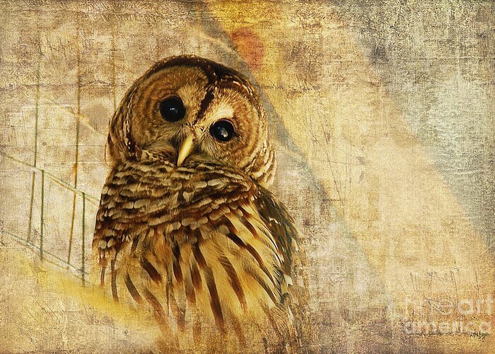 Owl Greeting Card featuring the photograph Barred Owl by Lois Bryan