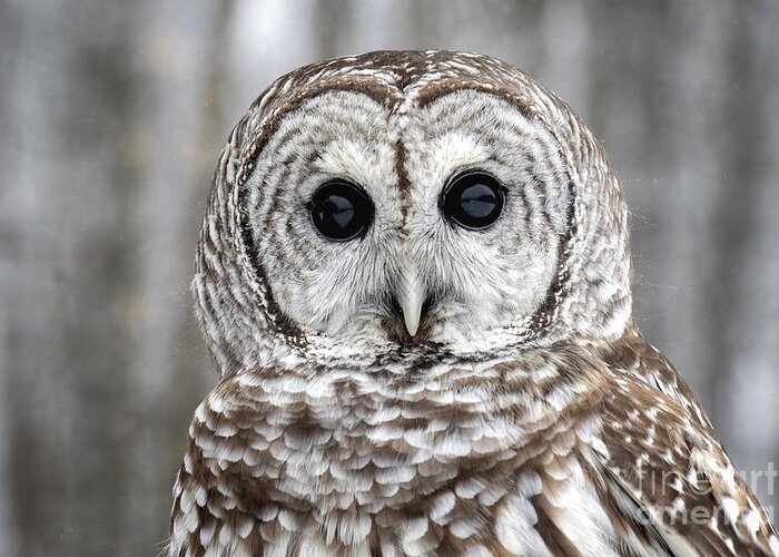 Barred Owl Greeting Card featuring the photograph Barred Owl Stare by Angie Rea
