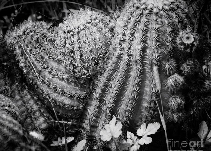 Cactus Greeting Card featuring the photograph Barrel Cactus by Toma Caul