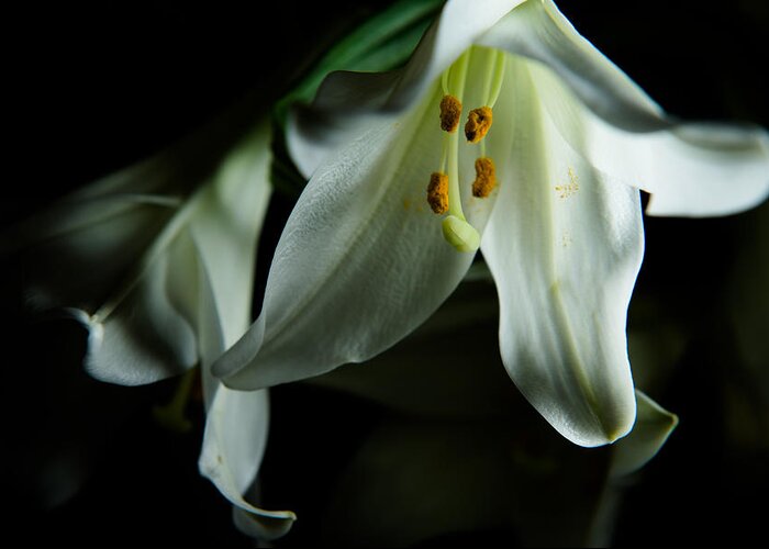 Blooming Greeting Card featuring the photograph Basic White Lily by Dennis Dame