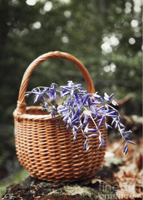 Basket Greeting Card featuring the photograph Basket Of Bluebells by Amanda Elwell