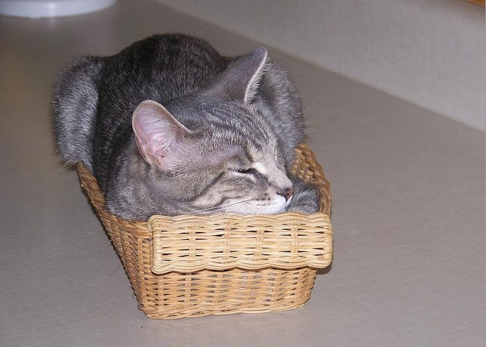 Cat Greeting Card featuring the photograph Basket Time by Jackie Mueller-Jones