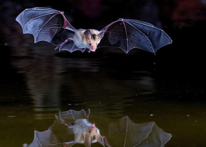 Bat Greeting Card featuring the photograph Bat Flying over Pond by Judi Dressler