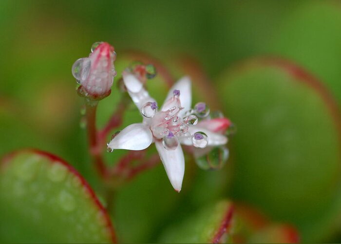 Jade Plant Greeting Card featuring the photograph Bathed In Sweat by Donna Blackhall