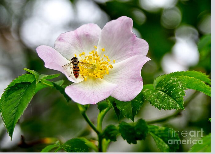 Wild Rose Greeting Card featuring the photograph Be my guests. by Elena Perelman