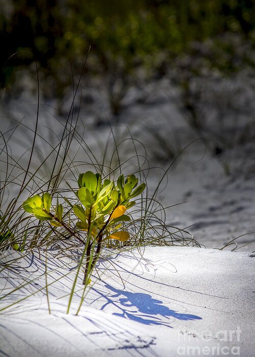 Mangrove And Sea Oats Greeting Card featuring the photograph Beach Life by Marvin Spates