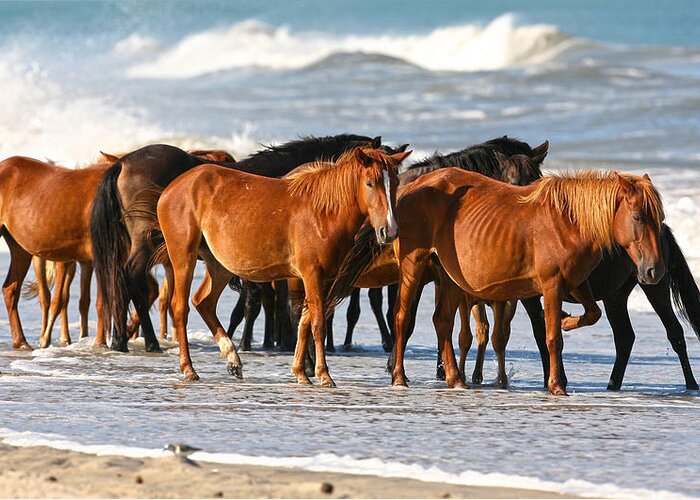 Waves Greeting Card featuring the photograph Beach Ponies by Robert Och