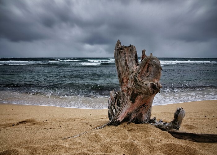 Beach Tree Greeting Card featuring the photograph Beach Tree by Steven Michael